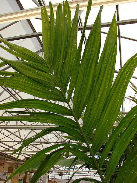 File:Starr 080117-1597 Areca catechu.jpg