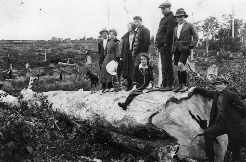 File:StateLibQld 1 110572 Curtis family on a large felled tree at Mount Tamborine, Queensland, ca. 1922.jpg