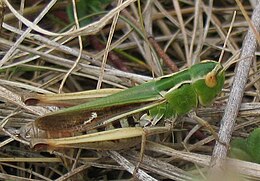 Stenobothrus lineatus