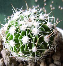 Stenocactus.jpg 