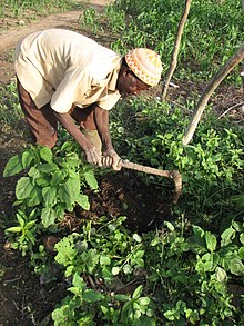 Gardeners of Fada N'Gourma in Burkina Faso apply dry excreta after mixing with other organic fertilizer (donkey manure, cow manure) and pure fertile soil, and after maturing for another 2 to 4 months. Step 4- Final maturing (beginning) (5012011706).jpg