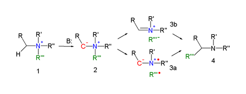 Stevens rearrangement reaction mechanism Stevens mechanism.png