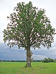 English oak (Quercus robur)