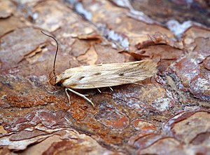 Stomopteryx detersella (36814078841).jpg