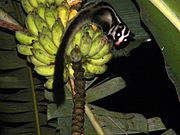 Striped Possum on bananas edited.jpg