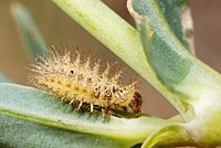 Subcoccinella vigintiquatuorpunctata larva2.jpg