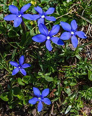 Blue gentian on the lower Gratsee