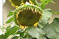 Sunflower-fruiting head.jpg
