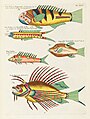 Surreal illustration of fishes and crabs found in Moluccas (Indonesia) and the East Indies by Louis Renard, digitally enhanced by rawpixel-com 81.jpg