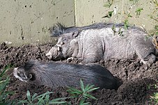 A pair of Visayan warty pigs resting at Lowry Park Zoo in Tampa, Florida. Sus cebifrons pair resting in mud.JPG