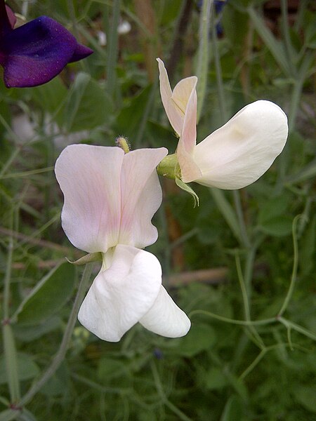 File:Sweet Pea-4.jpg