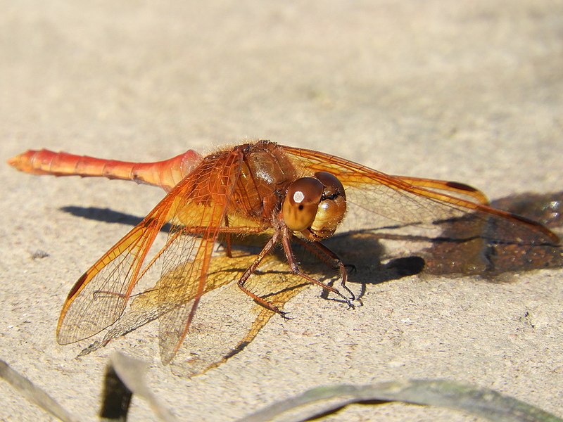 File:Sympetrum croceolum(Male,Japan,2017.11.01).jpg