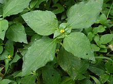 Synedrella nodiflora.jpg