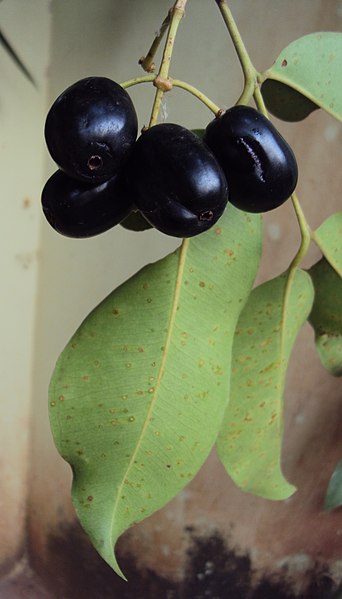 File:Syzygium cumini 04.JPG