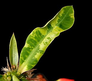 Chlorose bei Euphorbia viguieri durch das TMV