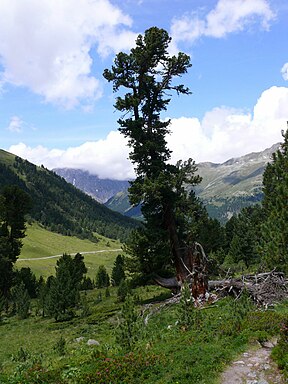 Arve im God Tamangur. Blickrichtung nach Norden, talabwärts.