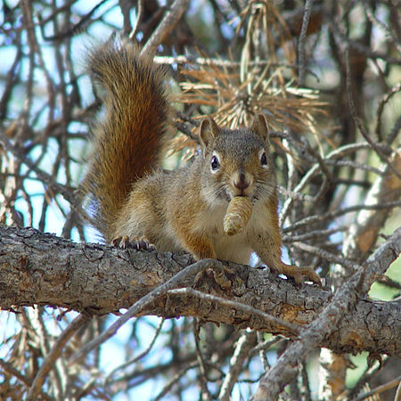 Tamiasciurus