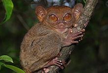 The Philippine tarsier is one of the smallest primates in the world
