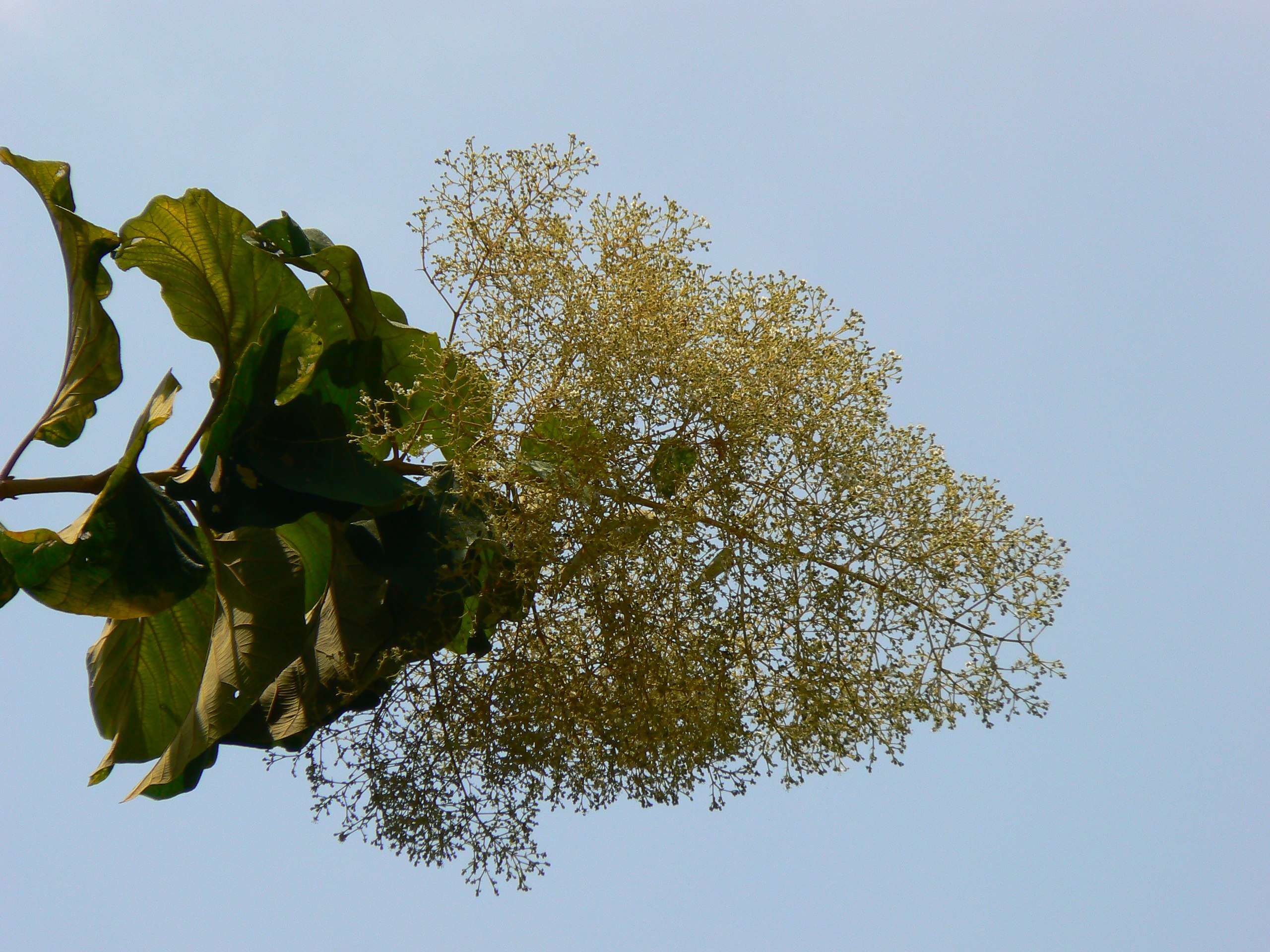 File:A teca (Tectona grandis) também chamada de teak ou djati é