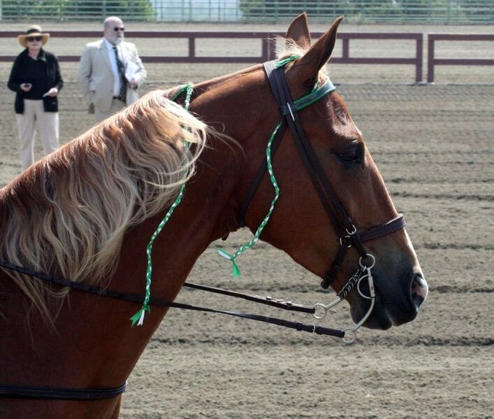 File:Tennessee Walking Horse7.jpg