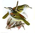 English: Chestnut-shouldered Antwren (Terenura humeralis, cat.)