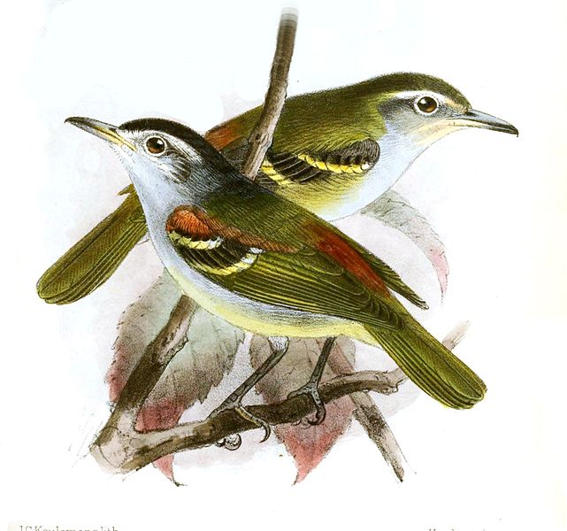 File:Terenura humoralis Keulemans.jpg