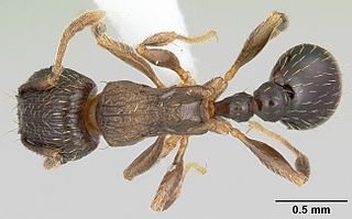 <i>Tetramorium tsushimae</i> Species of ant