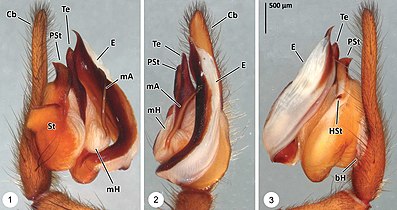 クモのオスの触肢器