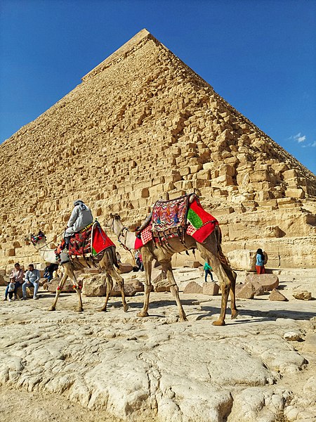 File:The great pyramid and the camel.jpg