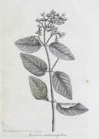 Apocynum androsaemifolium