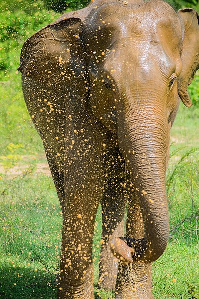 File:The srilankan elephant.jpg