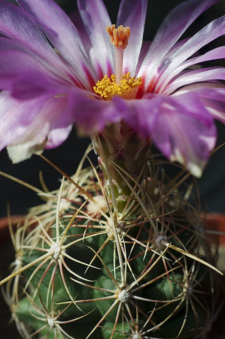 Thelocactus bicolor