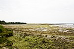 Thumbnail for Tidal marsh