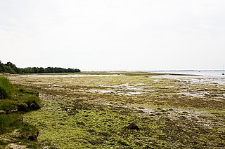 Tidal marsh Marsh subject to tidal change in water