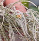 Tillandsia 'Odin's Genuina'