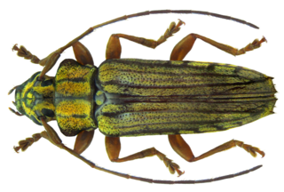 Tmesisternus rufipes