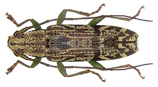 <i>Tmesisternus villaris</i> Species of beetle