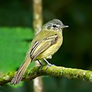 aves De Argentina