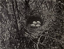 Nest and eggs Toxostoma rufum - nest 1904.jpg