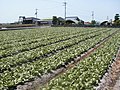 レタス畑（香川県観音寺市豊浜町）