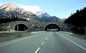 A wildlife crossing structure on the Trans-Canada Highway in Banff National Park, Canada. Wildlife-friendly overpasses and underpasses have helped restore connectivity in the landscape for wolves, bears, elk, and other species. Trans-Canada-wildlife overpass.JPG