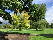 Trees on the Llanover Estate (geograph 5407150).jpg