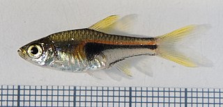 <span class="mw-page-title-main">Glowlight rasbora</span> Species of fish