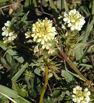<i>Triphysaria floribunda</i> Species of flowering plant