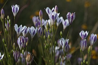 <i>Triteleia peduncularis</i> Species of flowering plant