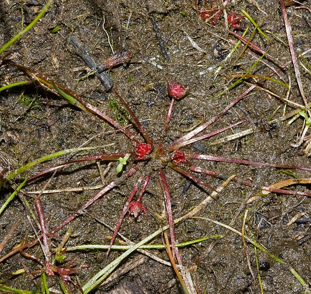 File:Trithuria submersa in fruit (cropped).jpg