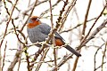 Tucuman Mountain-Finch (Compsospiza baeri (8077540996).jpg