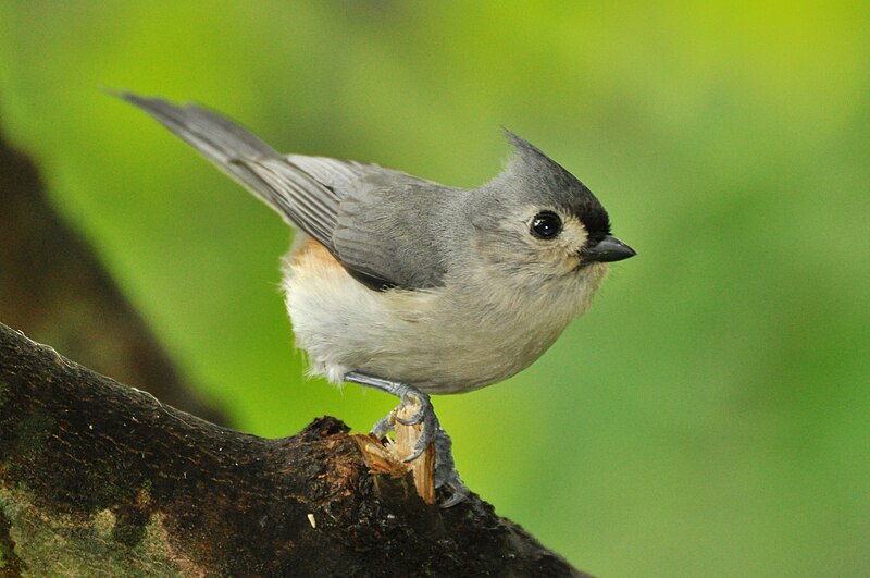 File:Tufted Titmouse, West Road.jpg