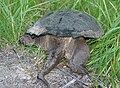 Snapping Turtle Tail. Blue Hills Reservation, Massachusetts.