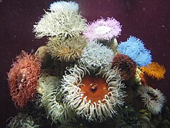 Two Oceans Aquarium03.jpg